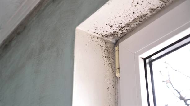 Best Commercial Mold Removal  in Meadows Place, TX