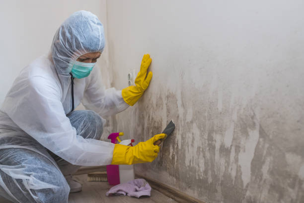 Best Affordable Mold Removal  in Meadows Place, TX