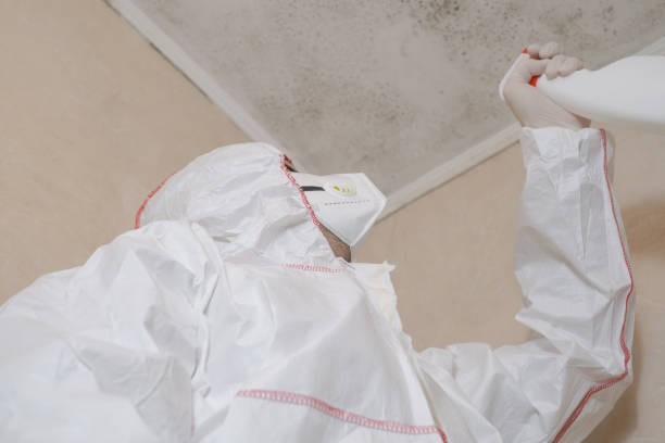 Best Fast Mold Removal  in Meadows Place, TX