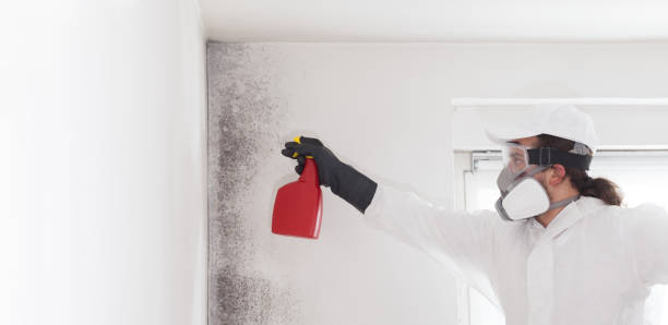 Best Mold Testing  in Meadows Place, TX