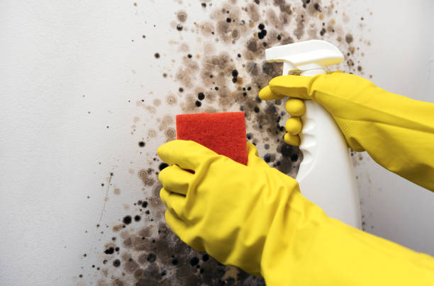 Best Mold Removal Near Me  in Meadows Place, TX