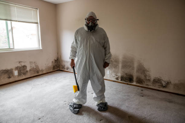 Best Local Mold Removal Service  in Meadows Place, TX