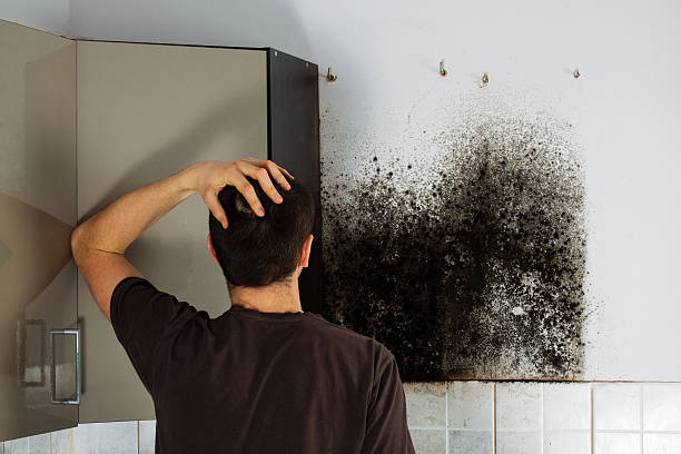 Professional Mold Removal in Meadows Place, TX