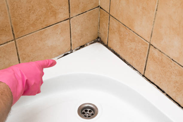 Best Local Mold Removal Service  in Meadows Place, TX